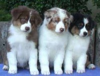 perros venta de cachorros  pastor australiano